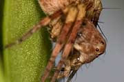 Lynx Spider (Oxyopes variabilis) (Oxyopes variabilis)